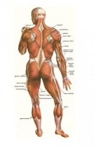 Zmogaus kuno raumenys is nugaros