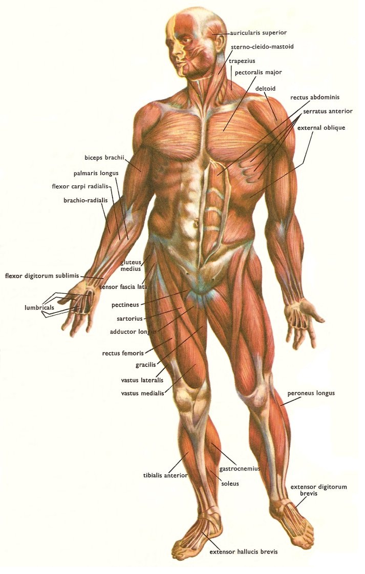 Zmogus anatomija